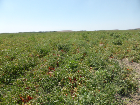 bio-verde Sonnengetrocknete Tomaten