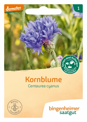 Kornblume blau