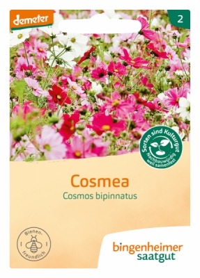 Cosmea