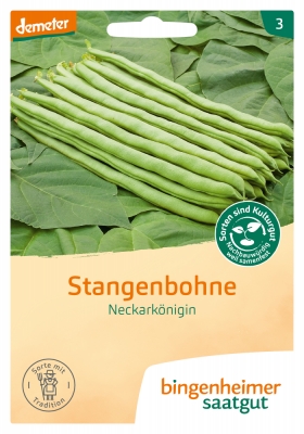 Stangenbohnen Neckarkönigin