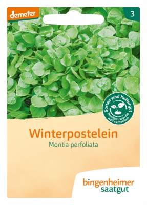 D-Postelein, Winterpostelein